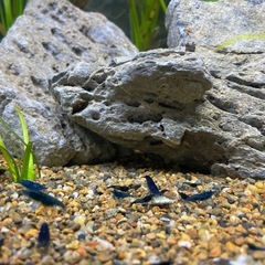 ☆ベルベットブルーシュリンプ☆の画像