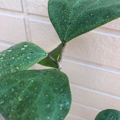 コバンボダイジュ②  ゴールドコイン　観葉植物④ フィカス　グリーンの画像