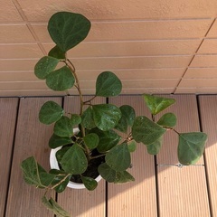 コバンボダイジュ②  ゴールドコイン　観葉植物④ フィカス　グリーンの画像