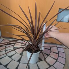 コルジリネ　レッドスターの画像