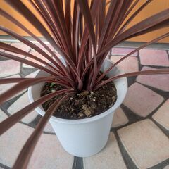 コルジリネ　レッドスターの画像