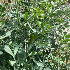 ＊お渡しする方が決定しました＊ ハーブ　コモンルー　ルー の画像