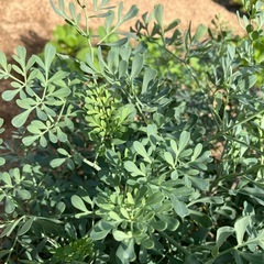 ＊お渡しする方が決定しました＊ ハーブ　コモンルー　ルー の画像