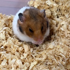 ゴールデンハムスター里親募集の画像
