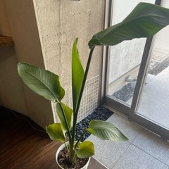 観葉植物の画像