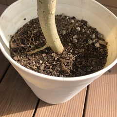 ウンベラータ　観葉植物⑥　フィカス　ゴムの木　グリーンの画像