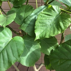 ウンベラータ　観葉植物⑥　フィカス　ゴムの木　グリーンの画像