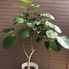 ウンベラータ　観葉植物⑥　フィカス　ゴムの木　グリーンの画像