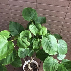 ウンベラータ　観葉植物⑥　フィカス　ゴムの木　グリーンの画像