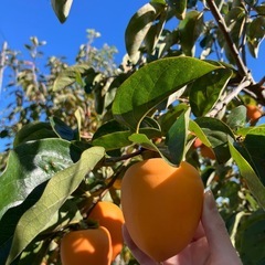 【取引中】渋柿の画像