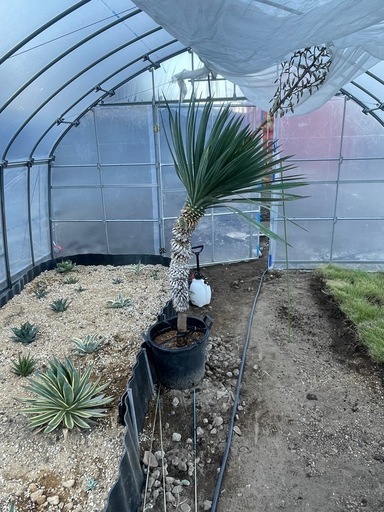 ユッカ　グロリオサ　50年物