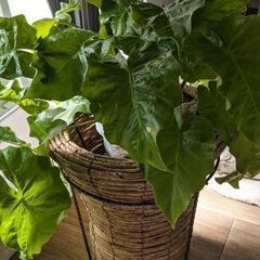 レア品種アロカシア ローライダー 5株 スリット鉢入りの画像