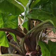 レア品種アロカシア ローライダー 5株 スリット鉢入りの画像