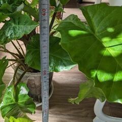 レア品種アロカシア ローライダー 5株 スリット鉢入りの画像