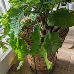 レア品種アロカシア ローライダー 5株 スリット鉢入りの画像