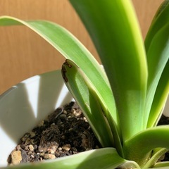 アガベ ベネズエラの画像