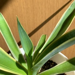 アガベ ベネズエラの画像