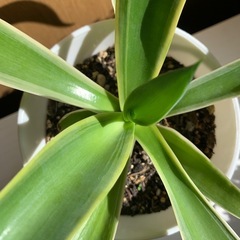 アガベ ベネズエラの画像