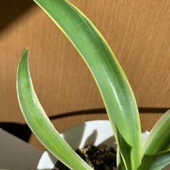 アガベ ベネズエラの画像