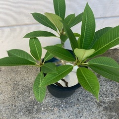 プルメリア(白)の画像