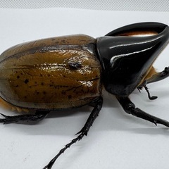 ヘラクレスリッキーWF1ペア　No.1の画像