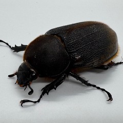 ヘラクレスリッキーWF1ペア　No.1の画像