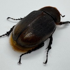 ヘラクレスリッキーWF1ペア　No.1の画像