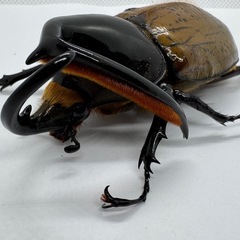 ヘラクレスリッキーWF1ペア　No.1の画像