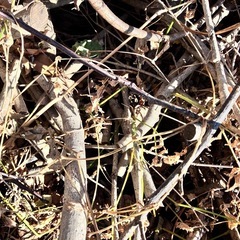 樹木を伐採したものの画像