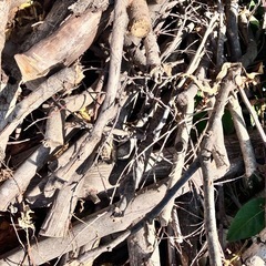 樹木を伐採したものの画像