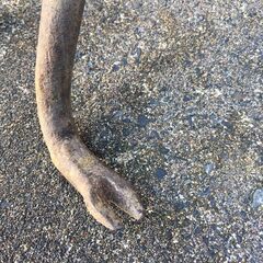  【引き取り限定。置き配。越前市】バール　クギ抜き　3本の画像