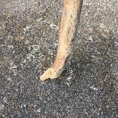  【引き取り限定。置き配。越前市】バール　クギ抜き　3本の画像