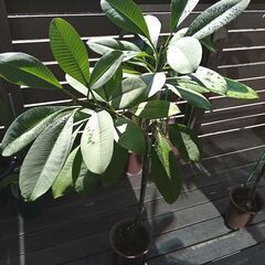 プルメリア鉢植え約１３０㎝三又鉢植え写真１１月４日更新の画像