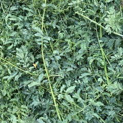 ミモザの剪定枝 たくさんの画像