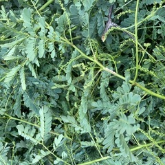 ミモザの剪定枝 たくさんの画像