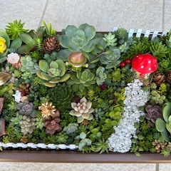 多肉植物、セダム寄せ植え 受注作成しの画像