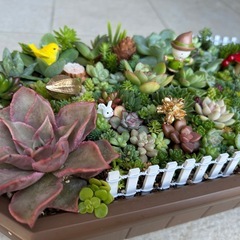 多肉植物、セダム寄せ植え 受注作成しの画像