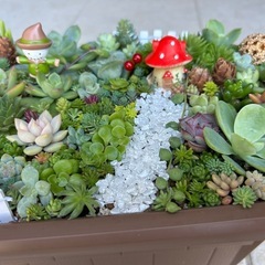 多肉植物、セダム寄せ植え 受注作成しの画像