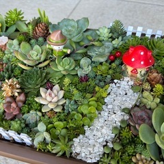 多肉植物、セダム寄せ植え 受注作成しの画像