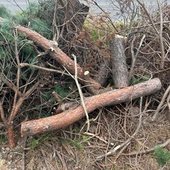 松の丸太、枝の画像