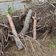 松の丸太、枝の画像