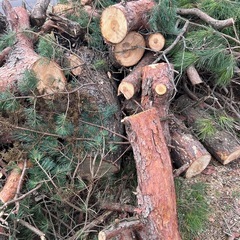 松の丸太、枝の画像