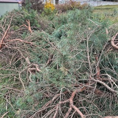 松の丸太、枝の画像