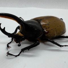 ヘラクレスリッキーWF1ペア　No.2の画像