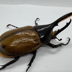 ヘラクレスリッキーWF1ペア　No.2の画像