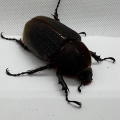 ヘラクレスリッキーWF1ペア　No.2の画像