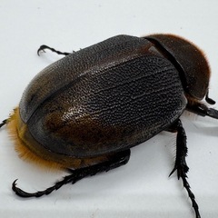 ヘラクレスリッキーWF1ペア　No.2の画像