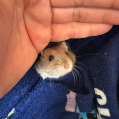 【里親募集】お話中 ブルーサファイアオス1匹