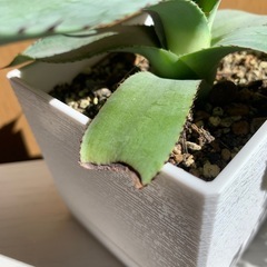 アガベ パリーの画像