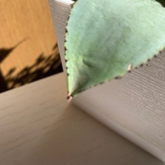 アガベ パリーの画像